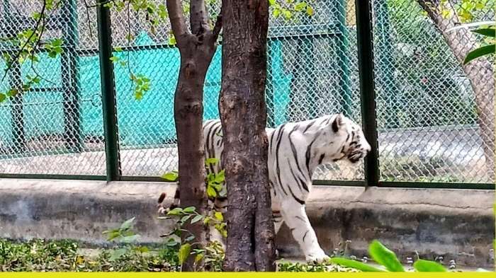 rare orthopedic surgery performed on white tiger